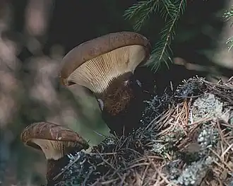 alternativní popis obrázku chybí