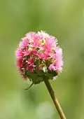 Sanguisorba minor