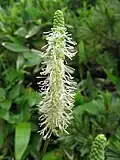 Sanguisorba stipulata