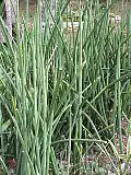 Sansevieria cylindrica má válcovité listy.
