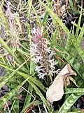 Sansevieria parva má vícebarevné květy.
