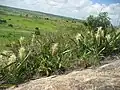 Krásná scenérie lokality Sansevieria pedicellata s květy.