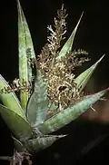 Sansevieria pinguicula je výrazný miniaturní druh.