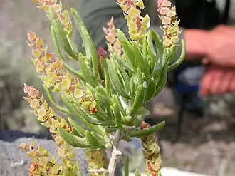 Samčí květenství S. vermiculatus