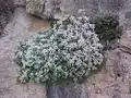 Sarcocapnos baetica