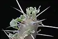 Otylec Sarcocaulon crassicaule