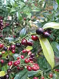 Masoplodka Sarcococca hookeriana