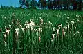 Porost špirlice Sarracenia leucophylla