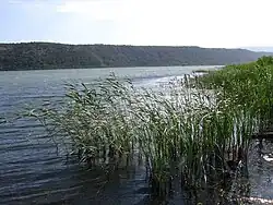 Břeh jezera
