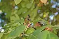 Plody kašti bělavé (Sassafras albidum)