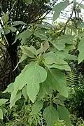Sassafras tzumu
