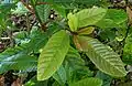 Listy Saurauia zahlbruckneri