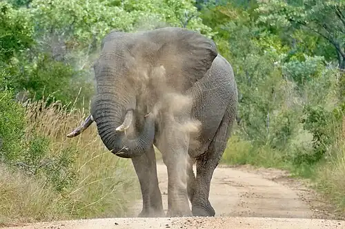 Slon africký