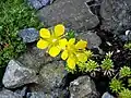 Saxifraga × eudoxiana 'Gold Dust'
