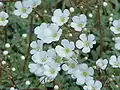 Saxifraga cochlearis[13]