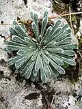 Lomikámen dlouholistý (Saxifraga longifolia)[5]