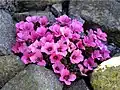 Saxifraga x poluanglica 'Miluj Mne'