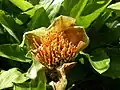 Nízké květenství jihoafrického druhu Scadoxus membranaceus