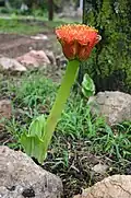 Kompaktní květenství Scadoxus puniceus