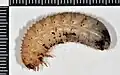 Larva zlatohlávka zlatého
