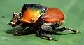 Brouk rodu Onthophagus, podčeledi Scarabaeinae