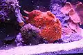 Antennarius coccineus
