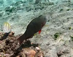 Samice Scarus psittacus (= počáteční fáze)