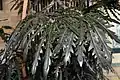 Listy Schefflera elegantissima (syn. Plerandra elegantissima)