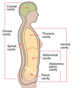 Dutiny lidského těla (dutina břišní označena jako „abdominal cavity“)