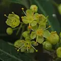 Květy pepřovce Schinus longifolius