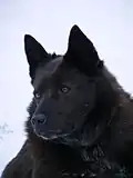 Klínovitá hlava šiperky