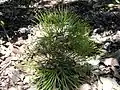 Víkateň Schizaea dichotoma