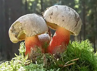 Hřib kříšť Boletus calopus