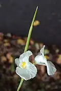 Květy Schumannianthus virgatus