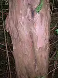 Výrazným znakem, který odlišuje tis červený od jiných druhů tisu, je načervenalá barva kmene, která dala druhu jméno
