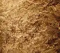 Fosilní Sciadophyton, gametofyt rhyniových rostlin
