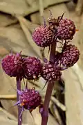 Plodenství Sciaphila secundiflora