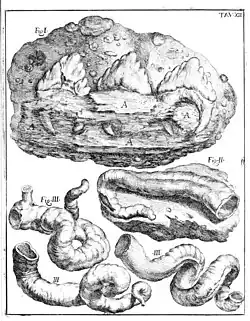 Černobílá ilustrace ze staré knihy, kde jsou zachyceny různé fosilní útvary, v dolní polovině zejména rourky fosilních kroužkovců, v horní polovině oválný kámen a v něm zřetelně zachovalý fragment čelisti se třemi velkými trojúhelníkovitými pilovitými zuby.