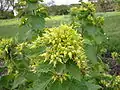 Scrophularia vernalis