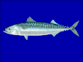 Makrela obecná (Scomber scombrus)