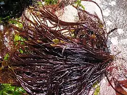 Scytosiphon lomentaria