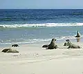 Seal Bay – zátoka lachtanů šedých