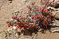 Searsia albida s plody