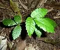 Listy Searsia dentata