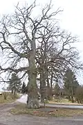 Památné stromy