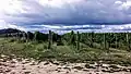 Vinohrady