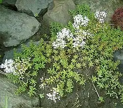 rozchodník bílý (Sedum album)