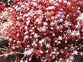 Sedum caeruleum