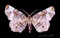 Selenia tetralunaria