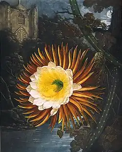 Selenicereus grandiflorus na romantické malbě